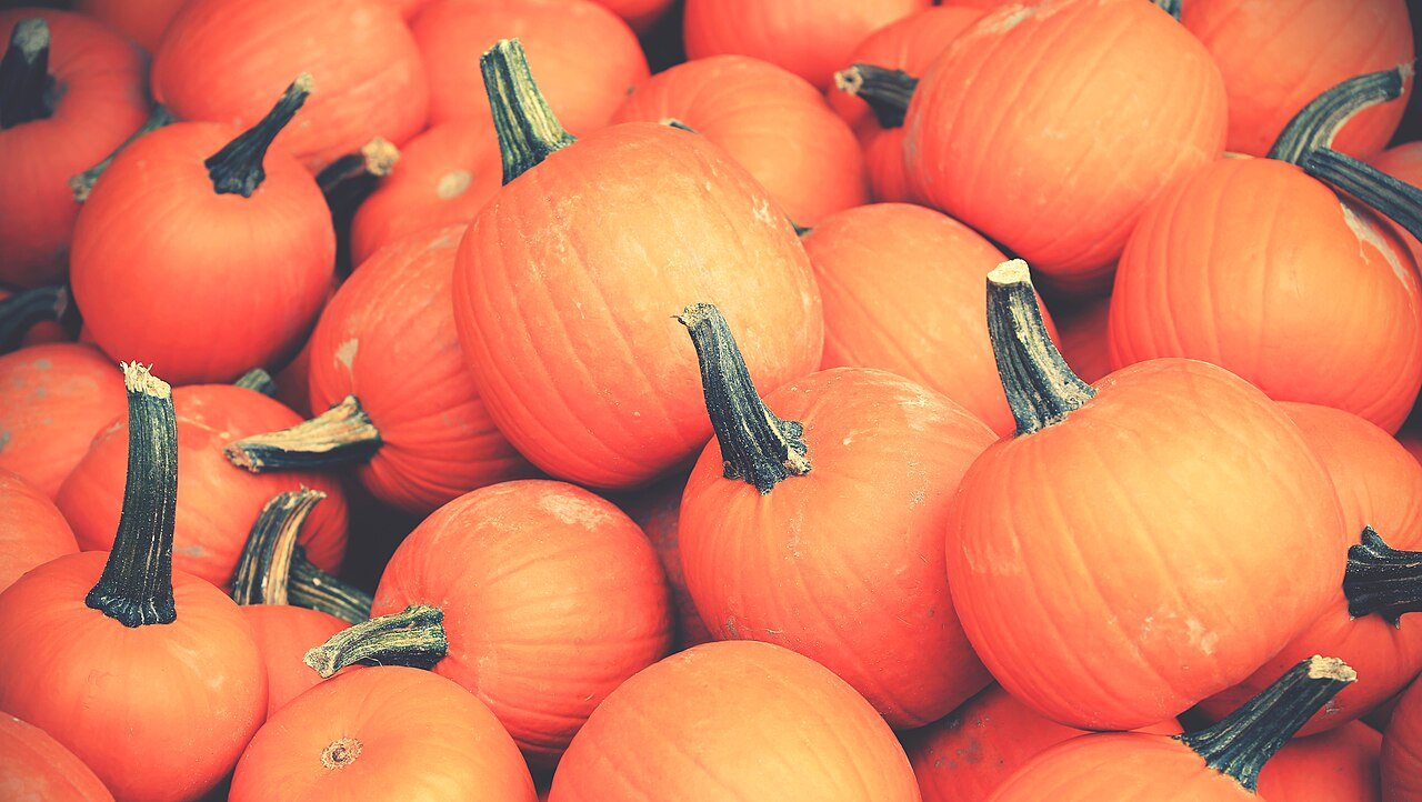 A heap of small orange pumpkins with dark green stems piled together